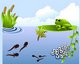 The Life Cycle of a Frog