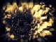 A Chrysanthymum after Picasa