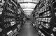 Microfiche edition: COMING SOON!